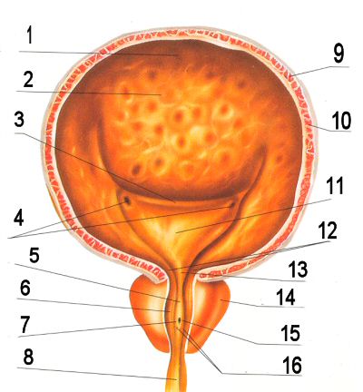 мочевой пузырь